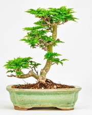 Bonsai acero testa leone - bonsai, di