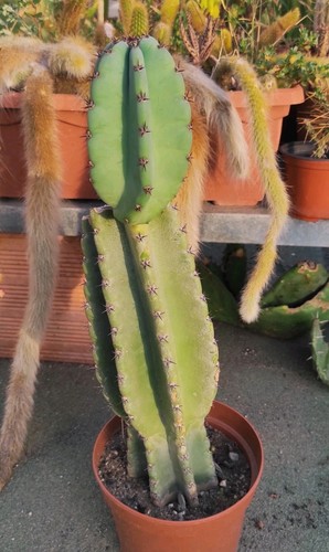 Vaso cereus peruvianus h - 🏜vaso,