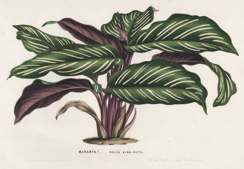 Maranta colombia kobumbien - colombia,