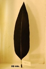 PENNA PER CAPPELLO ALPINO NERA