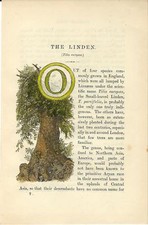 Stampa antica CAPOLETTERA O e