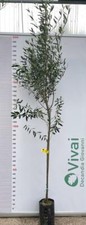 PIANTA DI ULIVO OTTOBRATICO CALABRESE IN FITOCELLA H.180/200 CM (foto reale)