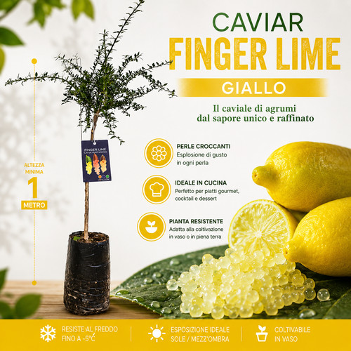 Pianta finger lime - pianta, di