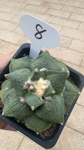 Ariocarpus fis var - ., pianta