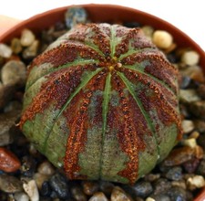 Euphorbia obesa DARK GREEN & BROWN ARROWS 633PK - Baseballpflanze | Kugelpflanze