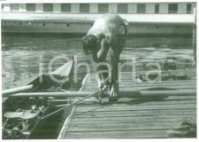 1955 ca SVIZZERA CANOTTAGGIO Canottiere prepara remi per canoa *Fotografia