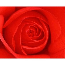 Cialda In Ostia Feste  Rosa