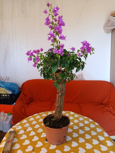 Bouganvillea bonsai vaso - bouganvillea, 20