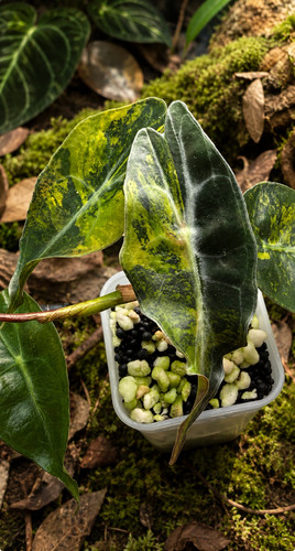 Sale variegated alocasia - sale!!,
