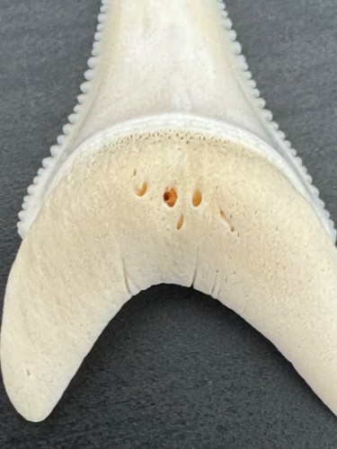 Squalo dente inferiore - squalo,
