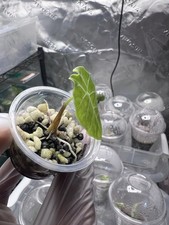 Alocasia Watsoniana Pink