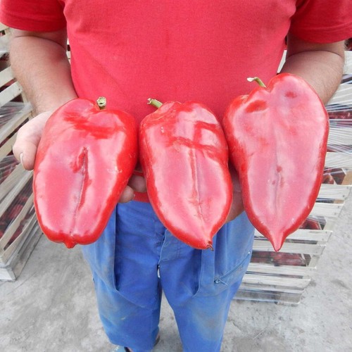Semi peperone gigante - 25,