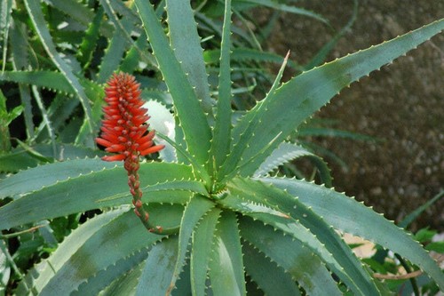 Aloe arborescens - arborescens,