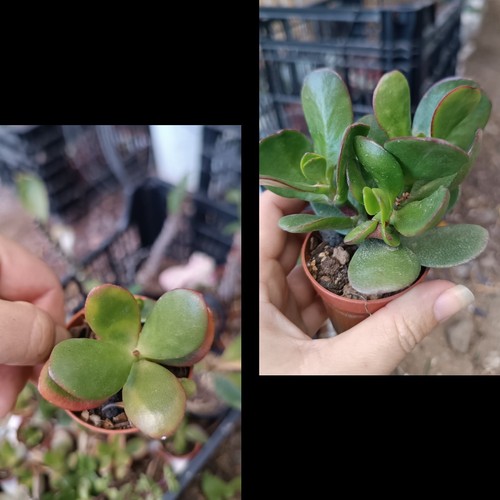 Crassula ovata plantas - 2, 3