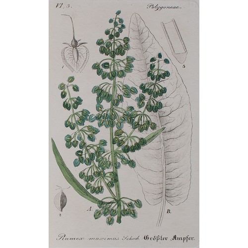 Rumex conglomeratus ampfer - conglomeratus,