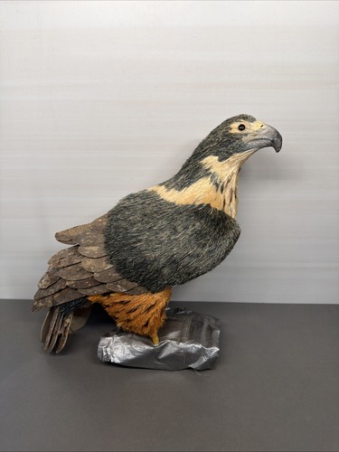 Falco uccellino - falco,