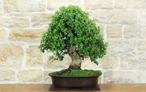 Bonsai quercia sughero - di, da