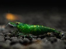 lotto 10 x NEO CARIDINA DAVIDI