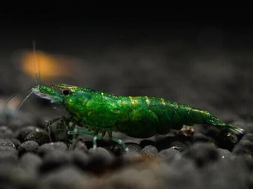 Lotto neo caridina - lotto,