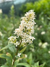 Ligustro comune "Ligustrum