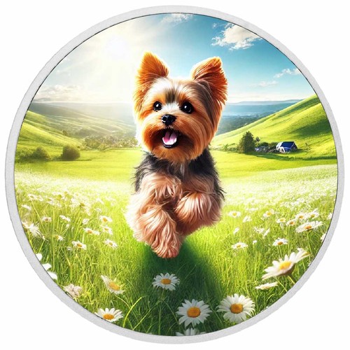 Yorkie bliss danza - ,