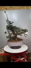 Phillirea yamadori Bonsai