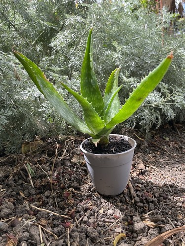 Aloe vera - aloe,