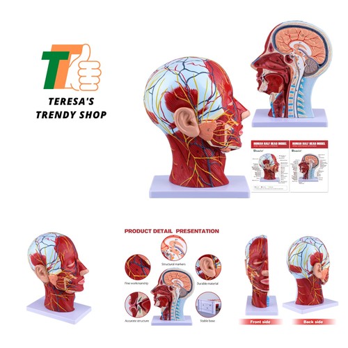 Modello testa anatomica - , 81