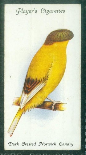 Bird card 002 1933 - bird,