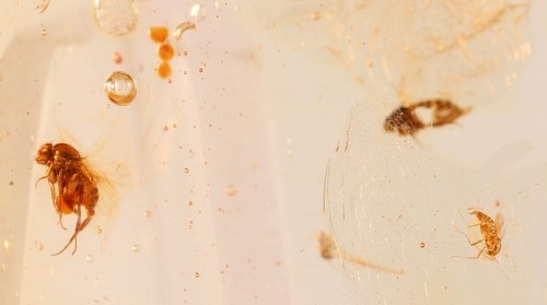 Ambra copal dorata con - ambra, insetti