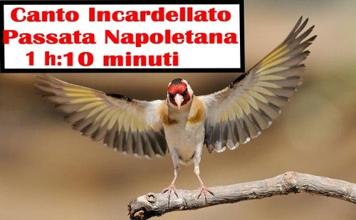 Canto incardellato con - di,