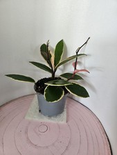 celeste HOYA Hoya carnosa