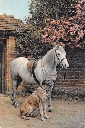 Cats dogs horses - dogs,