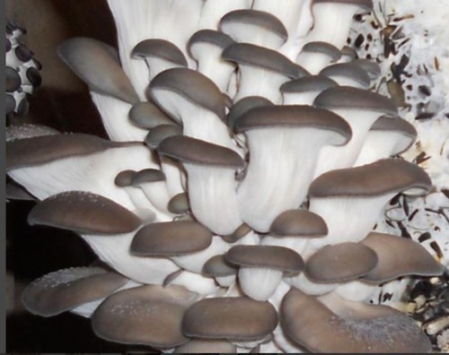 Pleurotus sajor caju ostrica - sajor-caju,