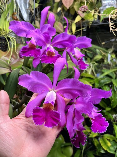 Orchidea cattleya whitei - orchidea,