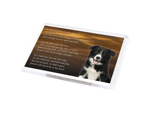 Border collie dog fridge - border,