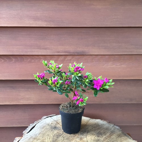 Azalea giapponese fiori viola