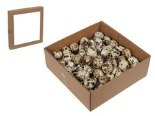 60 pz uova di quaglia uova