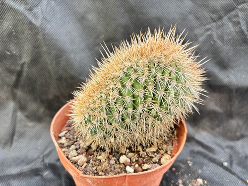 Pachycereus pringlei crest - pachycereus, crest-