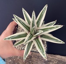 PROMO BIG AGAVE VICTORIAE