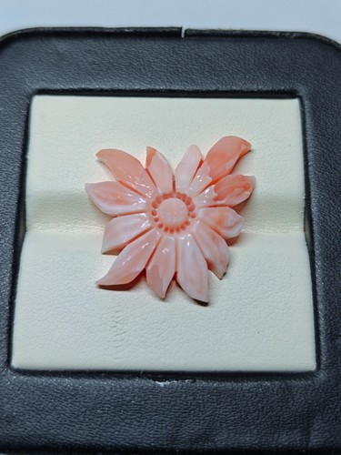 Corallo rosa giapponese