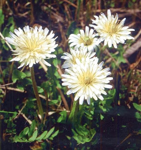 Taraxacum albidum tarassaco - albidum,,