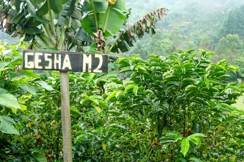 Panama geisha caffè grani - geisha,