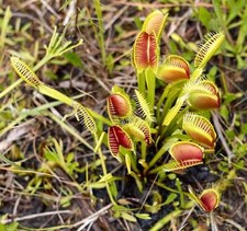 Dionaea muscipula 5-10 cm -