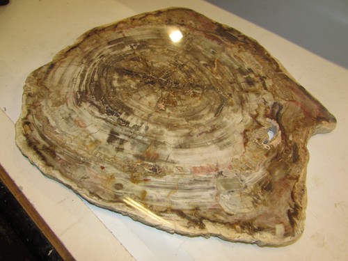 Lastra legno pietrificato - lastra, di