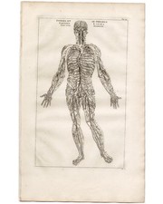 RARO originale 1725 Vesalio e