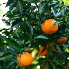Piante di mandarino (Citrus