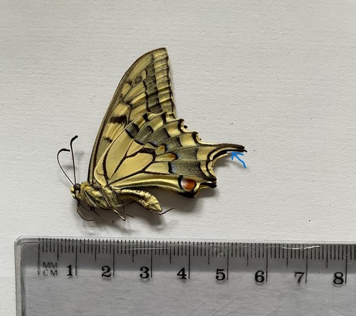 Papilio machaon syriacus - machaon, syriacus***n