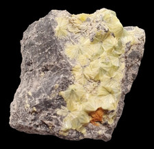 Wavellit xx ⚒ Reust -