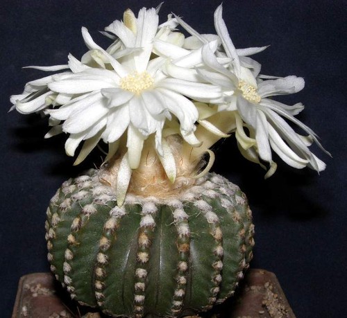 Discocactus horstii semi10 - discocactus, horstii,semi10